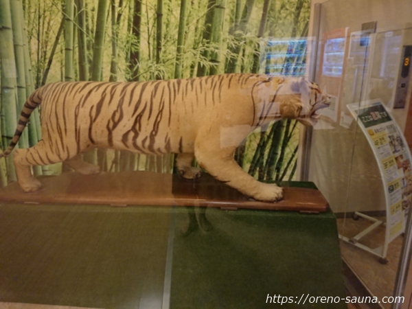 石川県金沢市「テルメ金沢」虎のはく製画像
